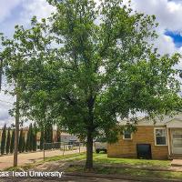 Carya illinoinensis (Pecan)