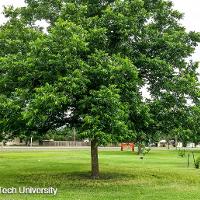 Carya illinoinensis (Pecan)