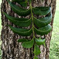 Carya illinoinensis (Pecan)