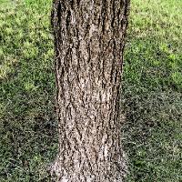 Carya illinoinensis (Pecan)