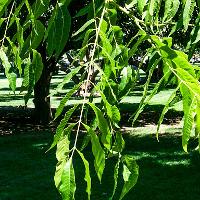 Carya illinoinensis (Pecan)