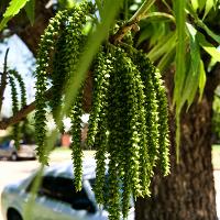 Carya illinoinensis (Pecan)