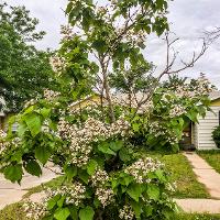 Catalpa speciosa (Northern Catalpa)