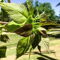 Catalpa speciosa (Northern Catalpa)