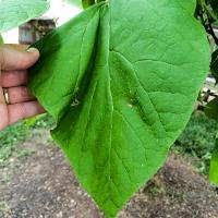 Catalpa speciosa (Northern Catalpa)