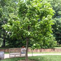 Catalpa speciosa (Northern Catalpa)
