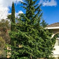 Cedrus atlantica (Atlas Cedar)