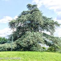 Cedrus atlantica (Atlas Cedar)