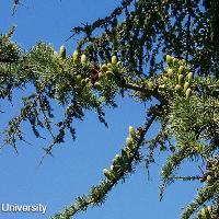 Cedrus atlantica (Atlas Cedar)