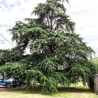 Cedrus deodara (Deodar Cedar)
