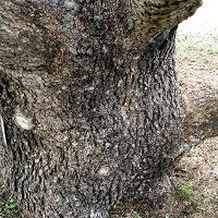 Cedrus deodara (Deodar Cedar)