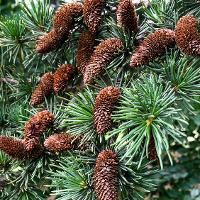 Cedrus deodara (Deodar Cedar)
