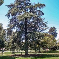 Cedrus deodara (Deodar Cedar)