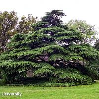 Cedrus deodara (Deodar Cedar)