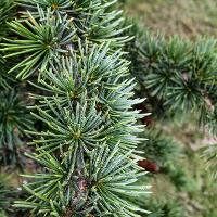 Cedrus deodara (Deodar Cedar)