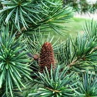 Cedrus deodara (Deodar Cedar)