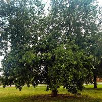 Celtis occidentalis (Hackberry)