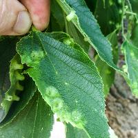 Celtis occidentalis (Hackberry)