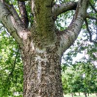 Celtis occidentalis (Hackberry)