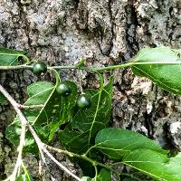 Celtis occidentalis (Hackberry)