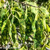 Celtis occidentalis (Hackberry)