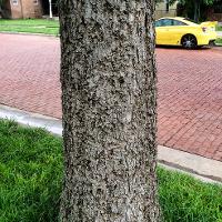 Celtis occidentalis (Hackberry)