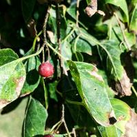 Celtis occidentalis (Hackberry)