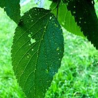 Celtis occidentalis (Hackberry)
