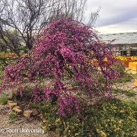 Cercis canadensis (Weeping Redbud)