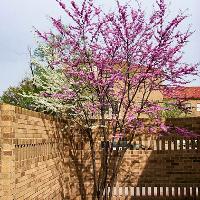 Cercis canadensis (Eastern Redbud)