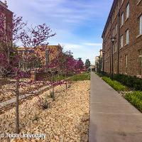 Cercis canadensis (Eastern Redbud)