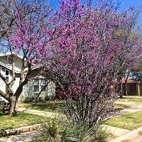 Cercis canadensis (Eastern Redbud)