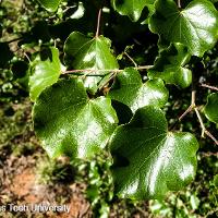 Cercis canadensis (Eastern Redbud)