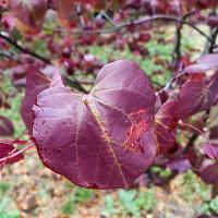 Cercis canadensis (Merlot Redbud)