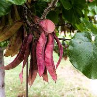 Cercis canadensis (Eastern Redbud)