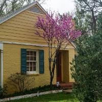 Cercis canadensis (Eastern Redbud)