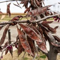 Cercis canadensis (Eastern Redbud)