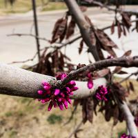 Cercis canadensis (Eastern Redbud)