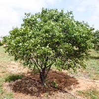 Cercis canadensis (Eastern Redbud)