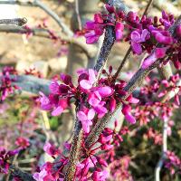 Cercis canadensis (Eastern Redbud)