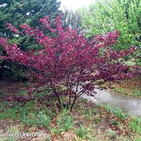 Cercis canadensis (Merlot Redbud)