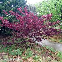 Cercis canadensis (Merlot Redbud)