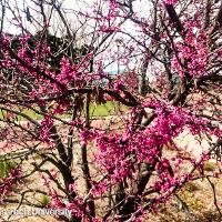 Cercis canadensis (Eastern Redbud)