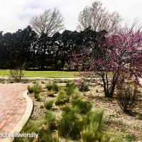 Cercis canadensis (Eastern Redbud)