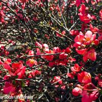 Chaenomeles speciosa (Flowering Quince)