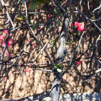 Chaenomeles speciosa (Flowering Quince)