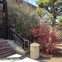 Chaenomeles speciosa (Flowering Quince)