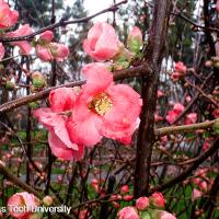 Chaenomeles speciosa (Flowering Quince)