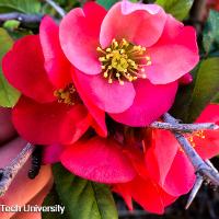 Chaenomeles speciosa (Flowering Quince)