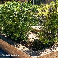 Chaenomeles speciosa (Flowering Quince)